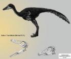 Zanabazar en bilinen troodontids, 272 mm bir kafatası ile biridir